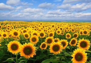 Fototapet - Câmp cu floarea soarelui (147x102 cm)