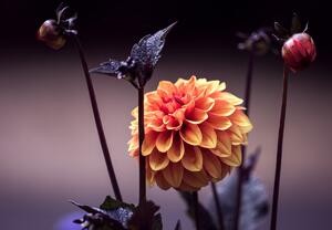 Fototapet - Flori în întuneric (147x102 cm)