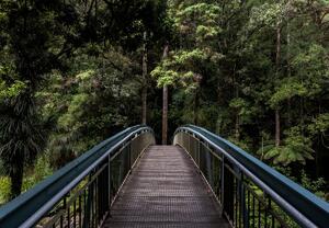 Fototapet - Pod în junglă (147x102 cm)