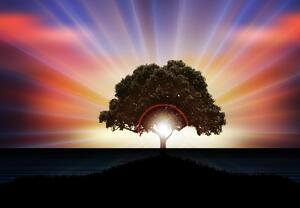 Fototapet - Copac în razele solare (147x102 cm)
