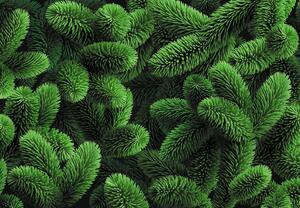 Fototapet - Ramuri de conifere (147x102 cm)