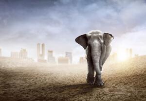 Fototapet - Elefant în oraș (147x102 cm)