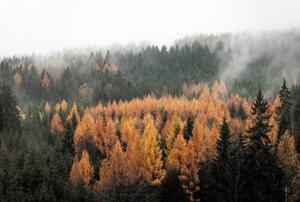 Fototapet - Pădurea toamna (147x102 cm)