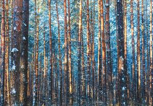 Fototapet - Pădurea iarna (147x102 cm)