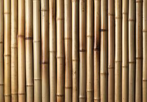 Fototapet - Bambus (147x102 cm)