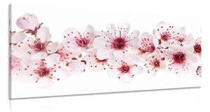 Tablou flori de cires
