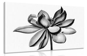 Tablou floare de lotus acuarele alb-negru