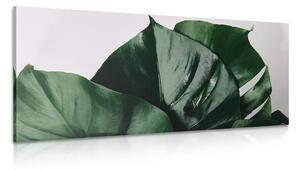 Tablou frunză de philodendron
