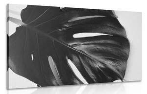 Tablou frunză de philodendron alb-negru