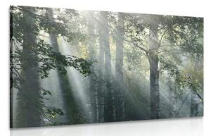Tablou raze de soare în pădure plină de ceață