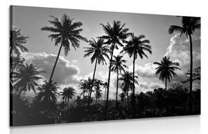 Tablou palmieri de cocos pe plajă alb-negru