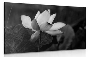 Tablou floare de lotus fină alb-negru