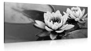 Tablou floare de lotus pe apă alb-negru