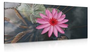 Tablou floare de lotus magnifică