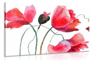 Tablou flori de mac inedite