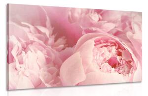 Tablou petale ale florilor