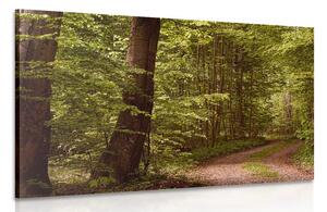 Tablou pădure verde