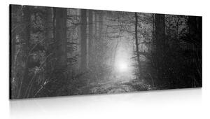 Tablou lumina în pădure în design alb-negru