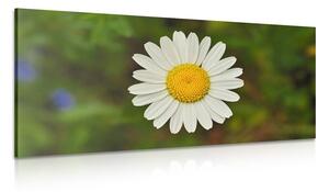 Tablou floare de margaretă