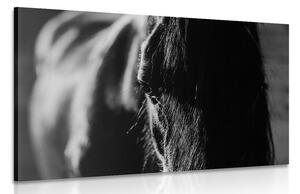 Tablou calul maiestuos în design alb-negru