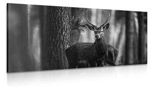 Tablou cerb în pădure în design alb-negru