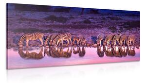 Tablou zebre în safari