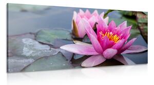 Tablou floare de lotus roz