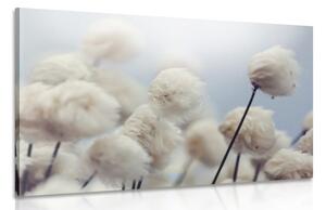 Tablou flori de bumbac arctice