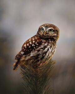 Fotografie Morning with owl, Michaela Firesova, (30 x 40 cm)