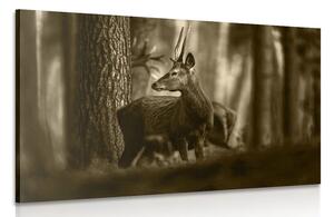 Tablou cerbul în pădure de pini în sepia