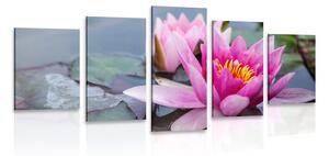Tablou 5-piese floare de lotus roz