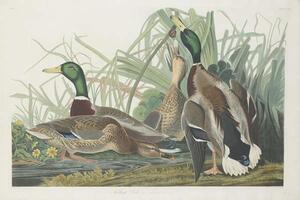 John James (after) Audubon - Artă imprimată Mallard Duck, 1834, (40 x 26.7 cm)