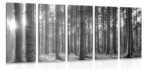 Tablou 5-piese dimineața în pădure în design alb-negru