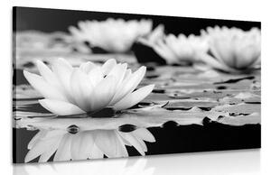 Tablou floare de lotus în design alb-negru