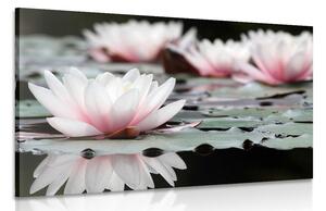 Tablou floare de lotus