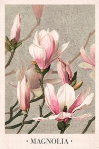 Poster L. Prang & Co - Magnolia 1886, (61 x 91.5 cm)