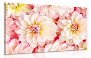 Tablou flori delicate de dalia