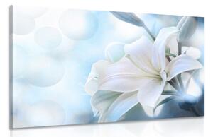 Tablou floare albă de crin pe fundalul abstract