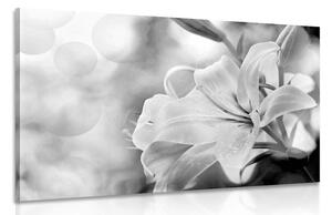 Tablou flori de crin pe fundalul abstract în design alb-negru