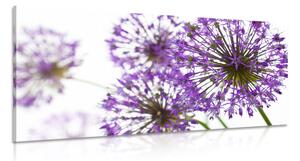 Tablou flori violete flori de usturoi