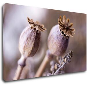 Impresi Tablou Dry Poppy flower - 50 x 30 cm