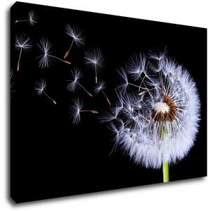 Impresi Tablou Dandelion black and green - 60 x 40 cm