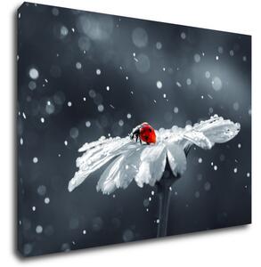 Impresi Tablou Lady bug on the flower - 70 x 50 cm