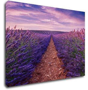 Impresi Tablou Lavender field - 70 x 50 cm