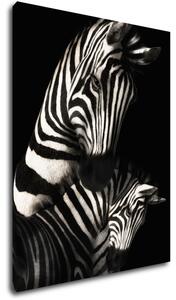 Impresi Tablou Zebras black and white - 70 x 90 cm