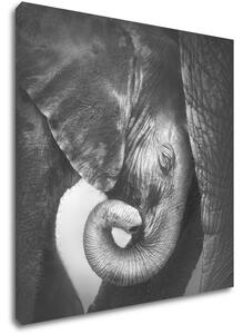 Impresi Tablou Elephant black and white - 50 x 50 cm