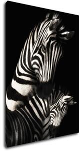 Impresi Tablou Zebras black and white - 50 x 70 cm