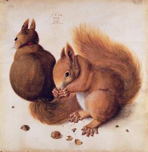 Albrecht Dürer - Artă imprimată Squirrels, 1512, (40 x 40 cm)