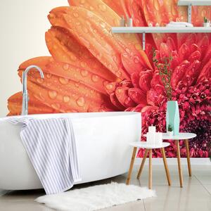 Tapet gerbera cu picături de apă