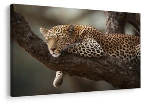 Tablou leopard odihnindu-se pe un copac